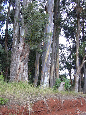 EUCALYPTUS GLOBULUS